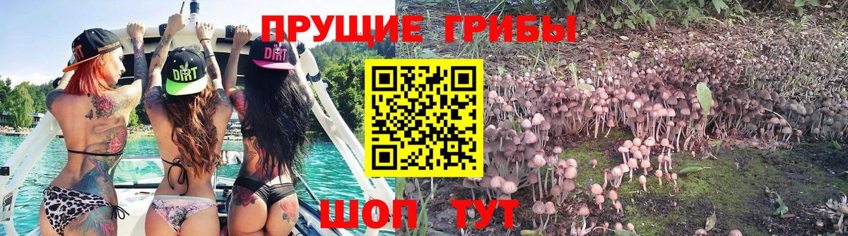 Псилоцибиновые грибы ЛСД Заводоуковск